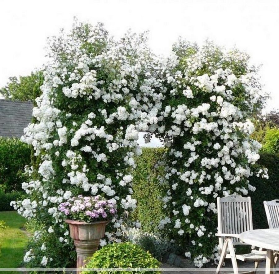 Guirlande d'Amour róża pnąca